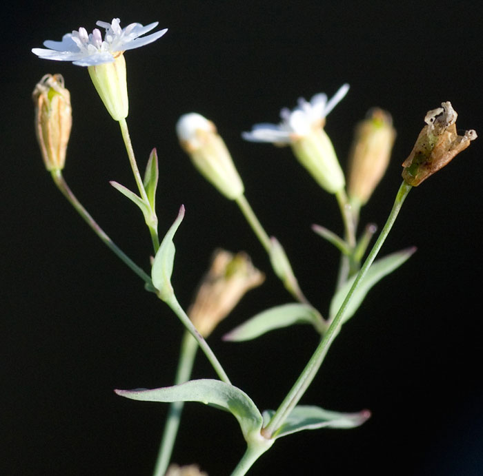 Atocion rupestre / Silene delle rupi