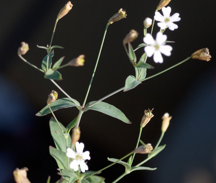 Atocion rupestre / Silene delle rupi