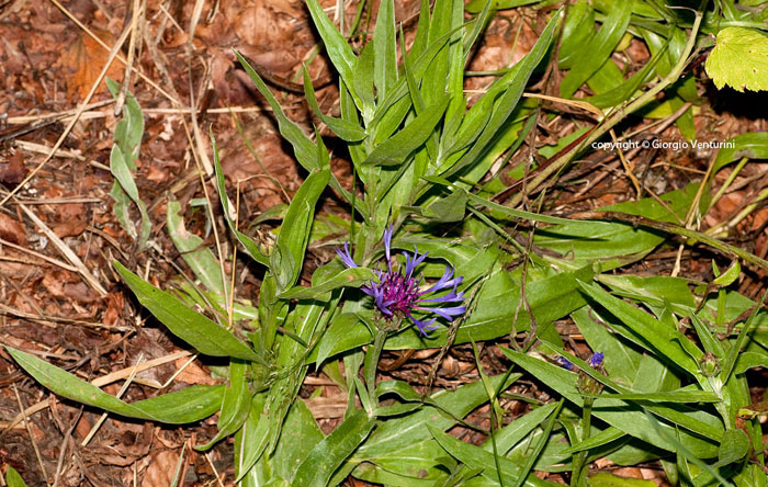 centaurea da appennino ligure - Cyanus triumfetti