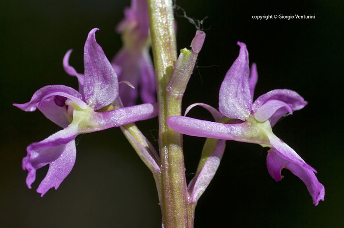 orchidea monti sabini