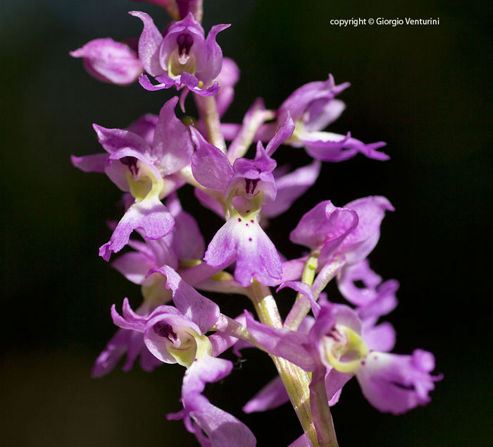 orchidea monti sabini