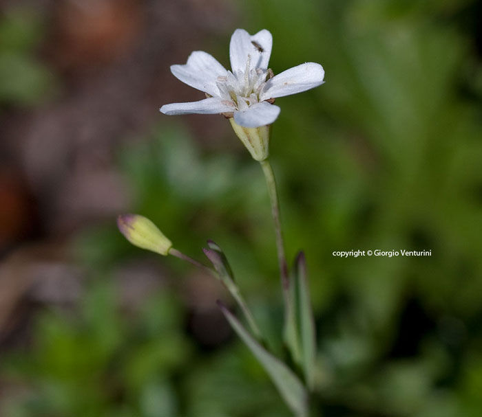 Atocion rupestre / Silene delle rupi
