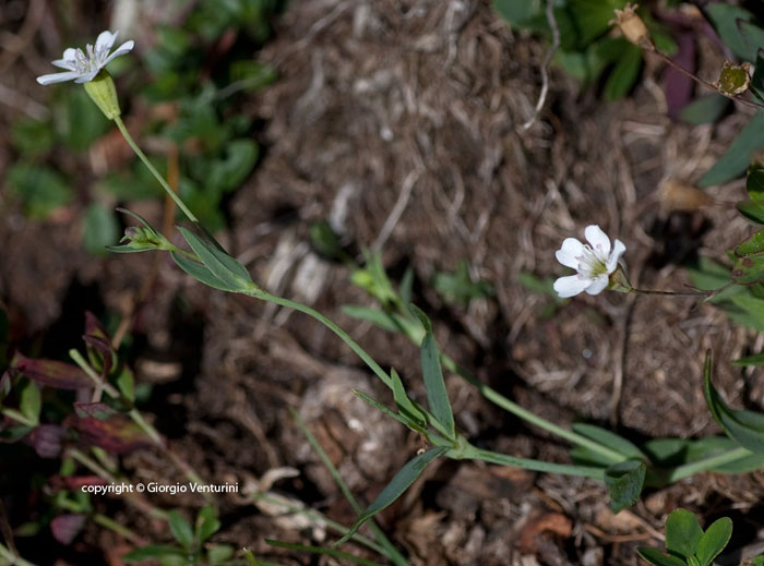 Atocion rupestre / Silene delle rupi