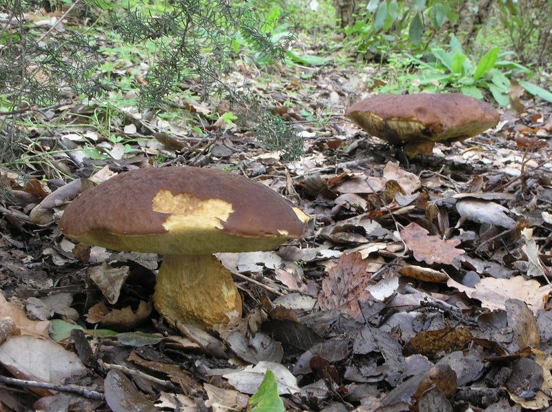 breve uscita odierna