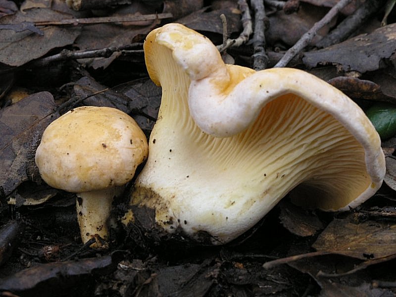 breve uscita odierna