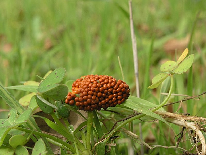 breve uscita odierna