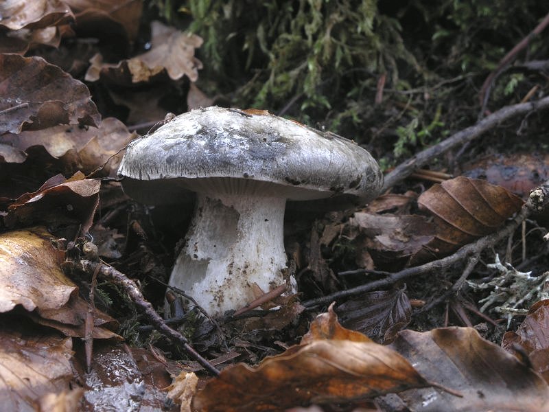 Ancora pi� in alto, dove si scioglie la neve ....