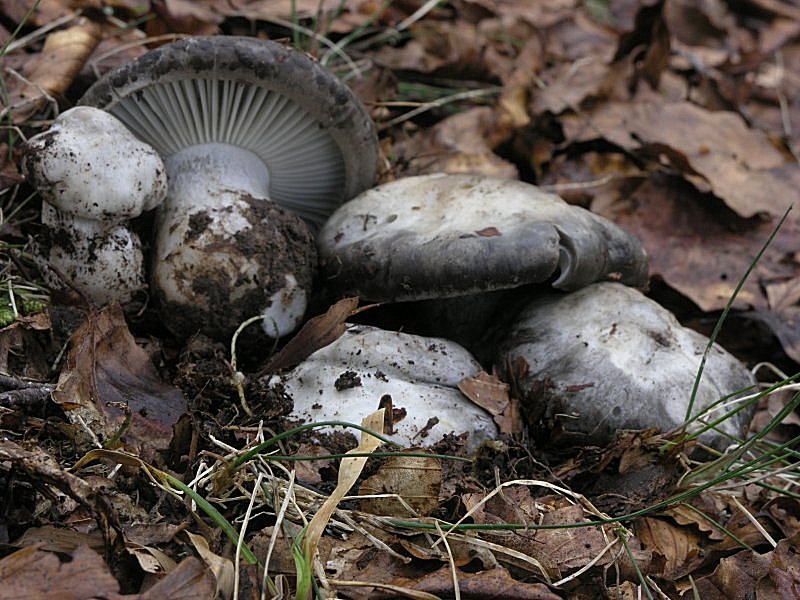 Ancora pi� in alto, dove si scioglie la neve ....
