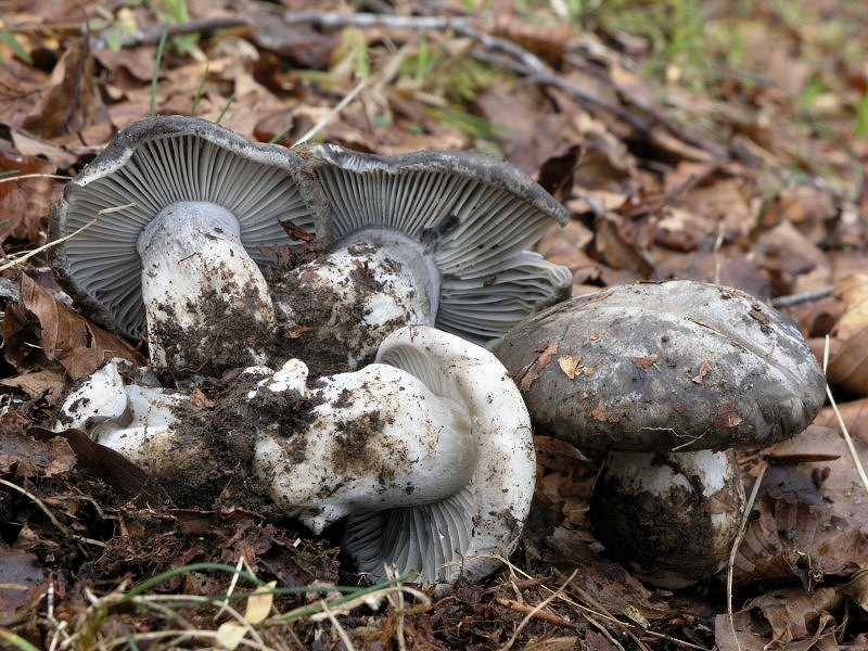 Ancora pi� in alto, dove si scioglie la neve ....