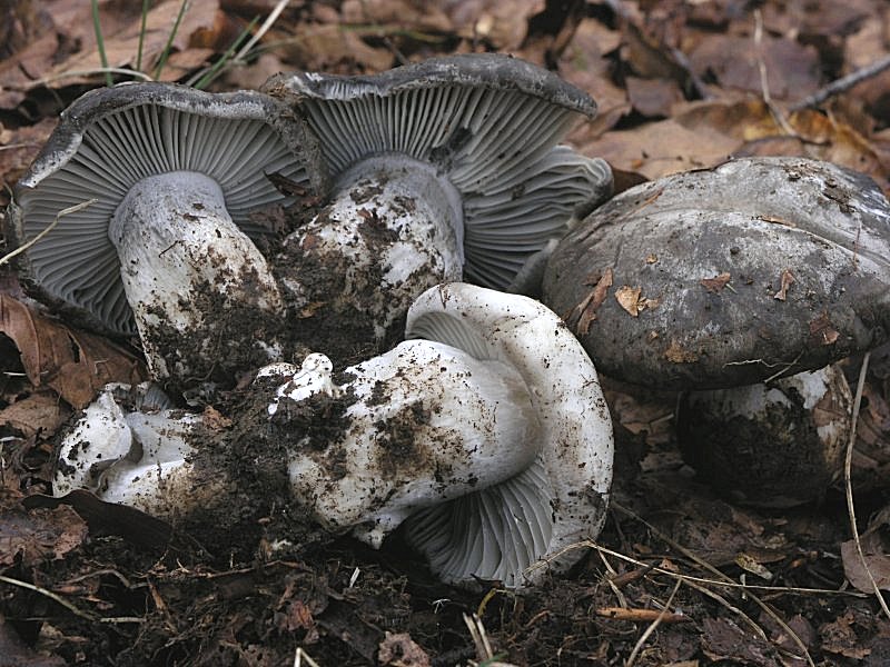 Ancora pi� in alto, dove si scioglie la neve ....