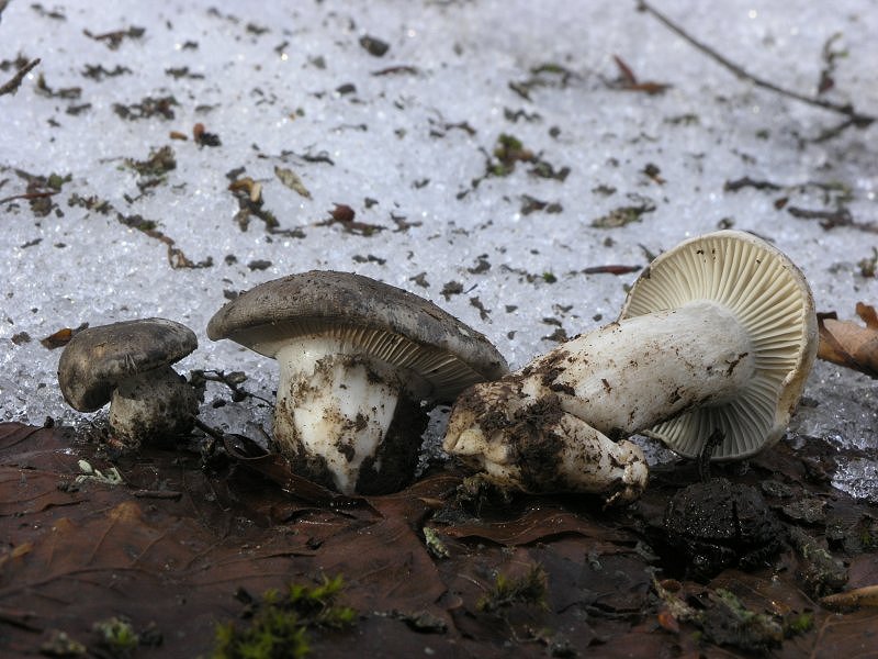 Ancora pi� in alto, dove si scioglie la neve ....