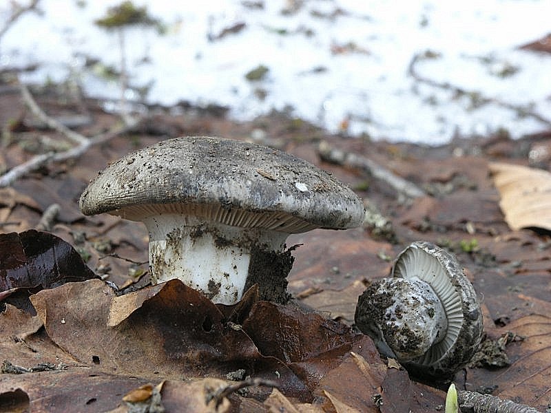 Ancora pi� in alto, dove si scioglie la neve ....