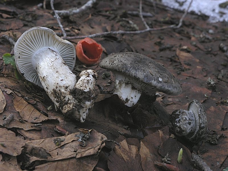 Ancora pi� in alto, dove si scioglie la neve ....