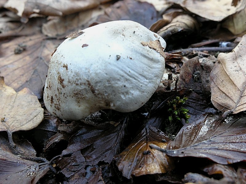 Ancora pi� in alto, dove si scioglie la neve ....