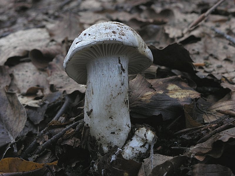 Ancora pi� in alto, dove si scioglie la neve ....