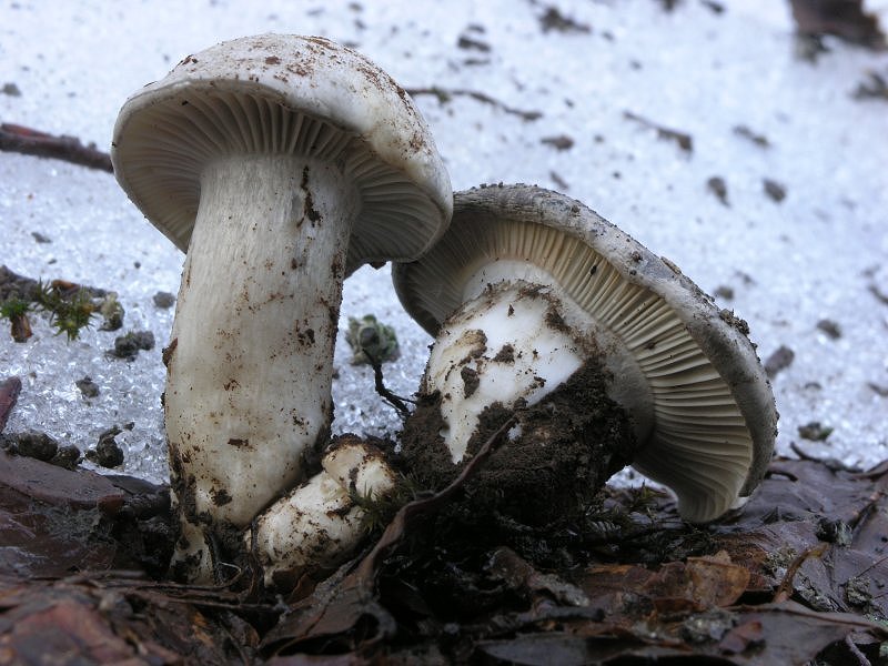 Ancora pi� in alto, dove si scioglie la neve ....