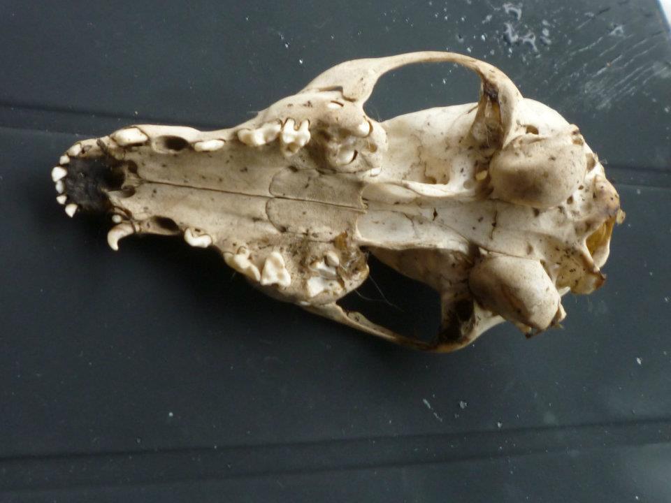 cranio di canide