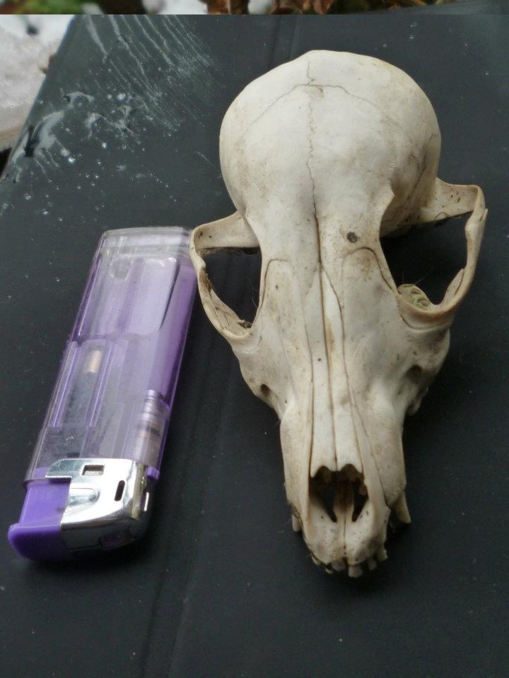 cranio di canide