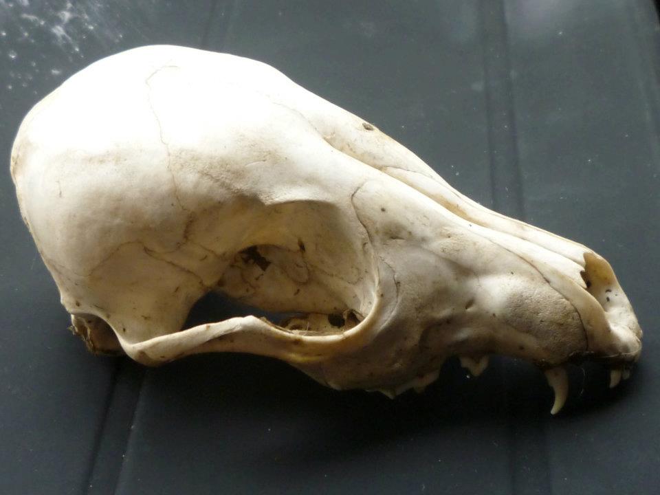 cranio di canide