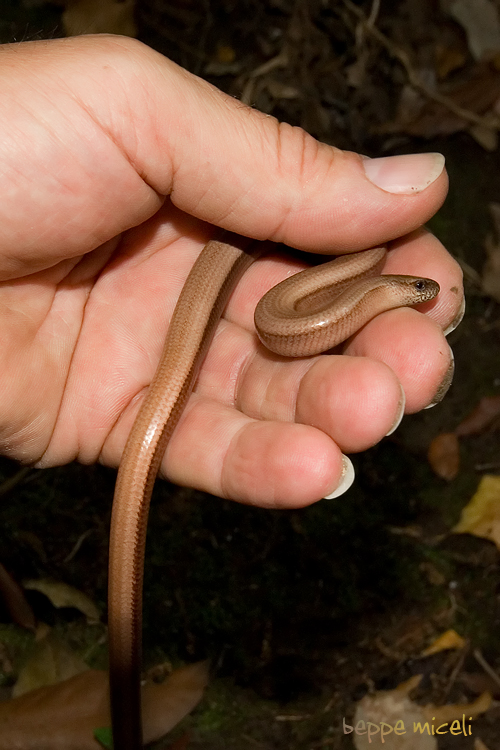 Bisogno di aiuto in Provincia di Ascoli