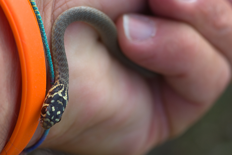 Bisogno di aiuto in Provincia di Ascoli