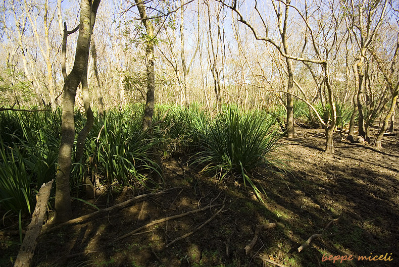 Maremma grossetana: nelle paludi del forteto.