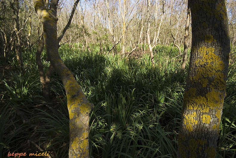 Maremma grossetana: nelle paludi del forteto.