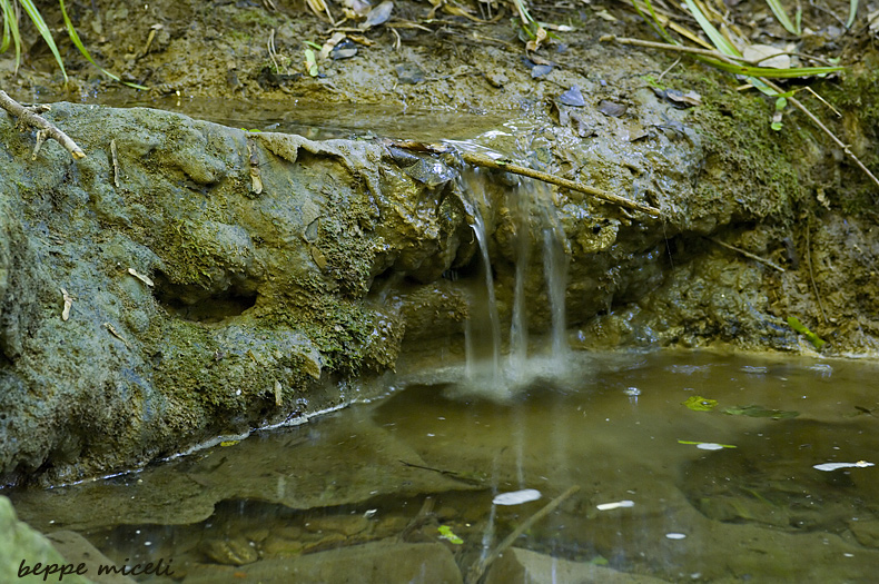 Maremma grossetana: larve di Salamandrina perspicillata