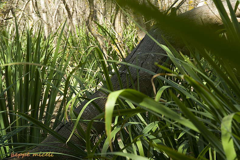 Maremma grossetana: nelle paludi del forteto.