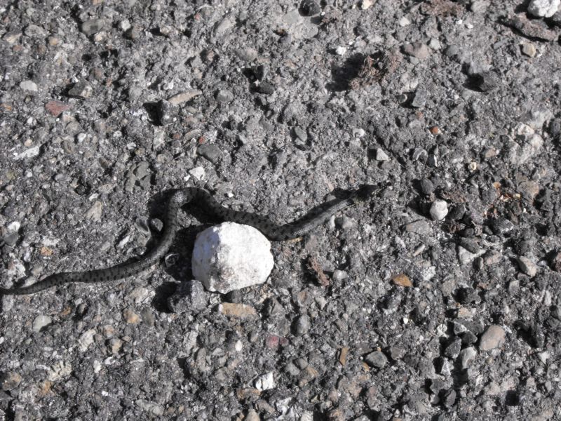 Cosa diventer� da grande ? Natrix natrix sicula