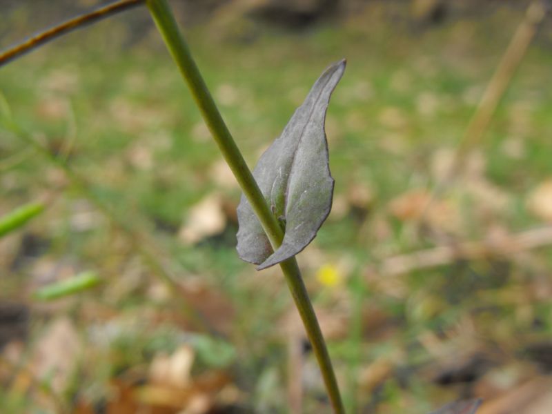 Brassica cfr. rapa