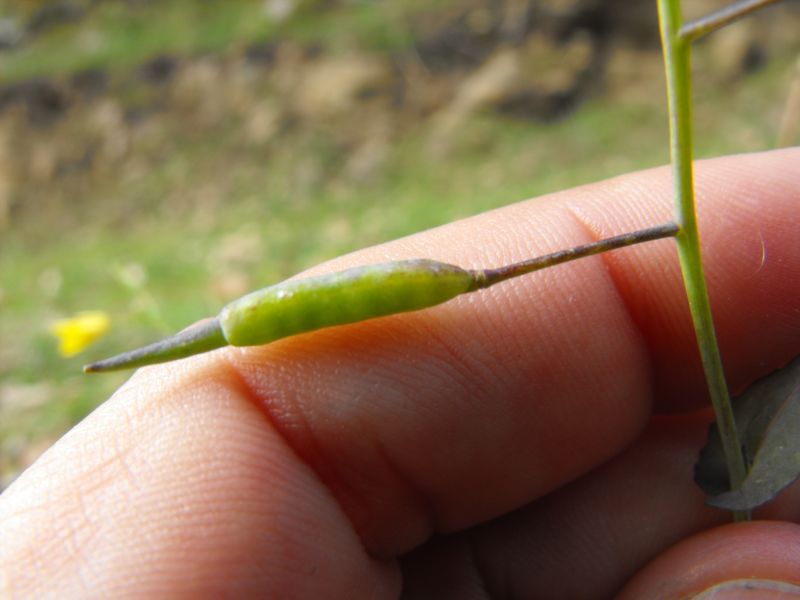 Brassica cfr. rapa
