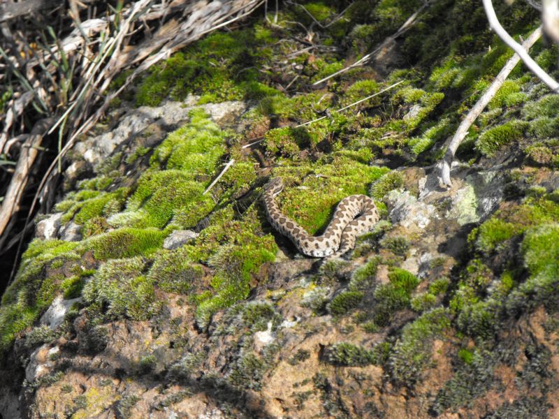 Vipera aspis hugyi siciliana