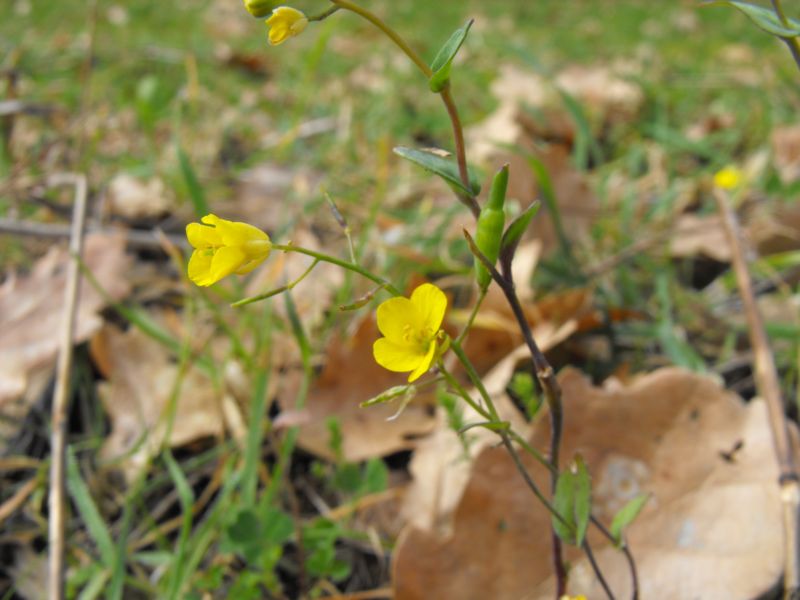 Brassica cfr. rapa