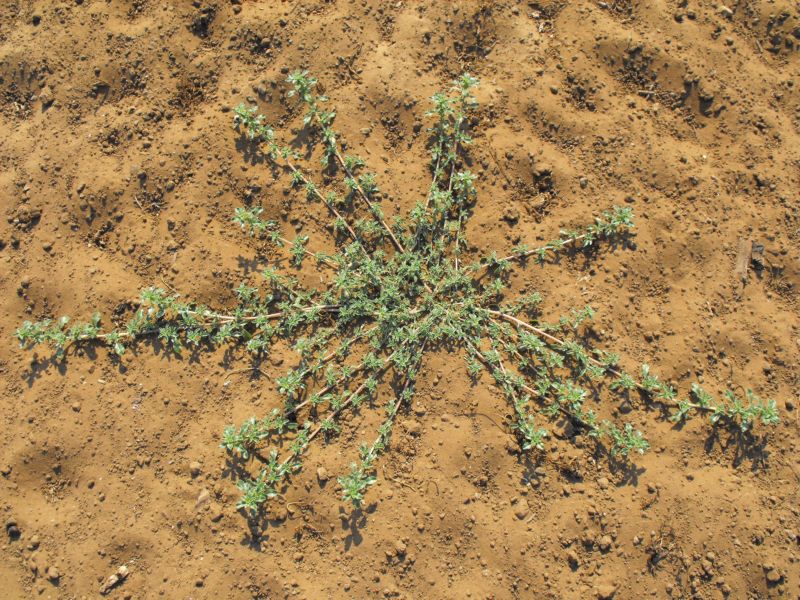Amaranthus blitoides  / Amaranto blitoide