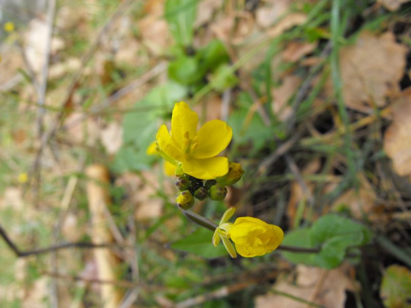 Brassica cfr. rapa