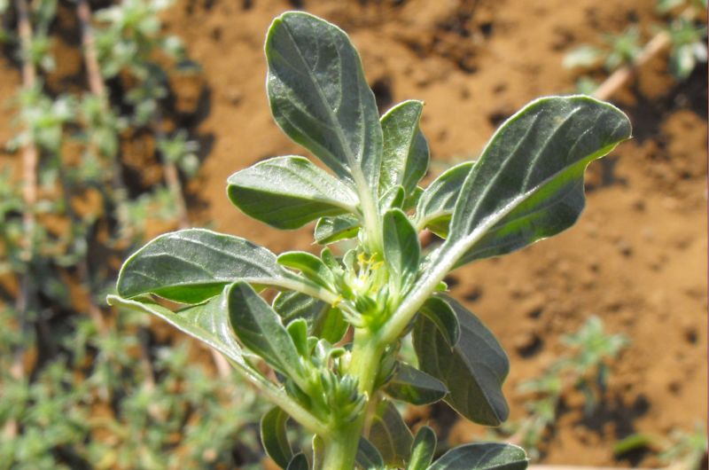 Amaranthus blitoides  / Amaranto blitoide