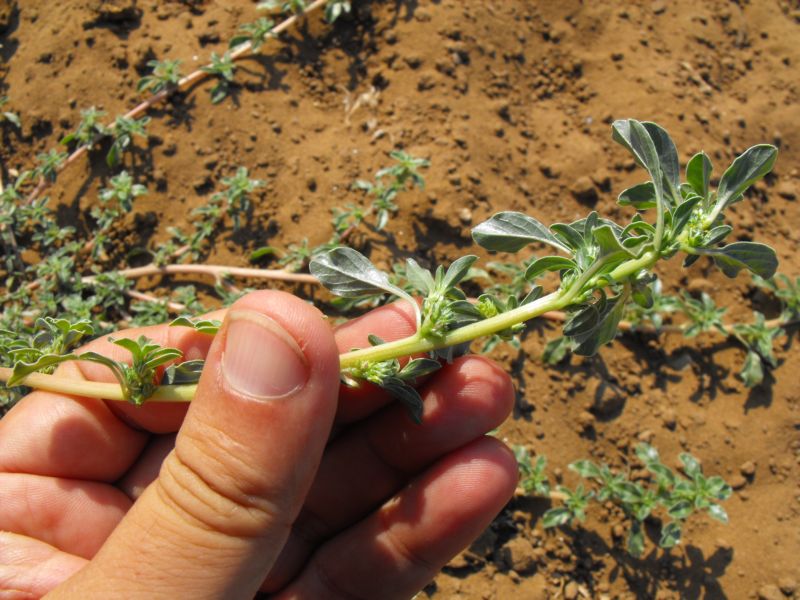 Amaranthus blitoides  / Amaranto blitoide
