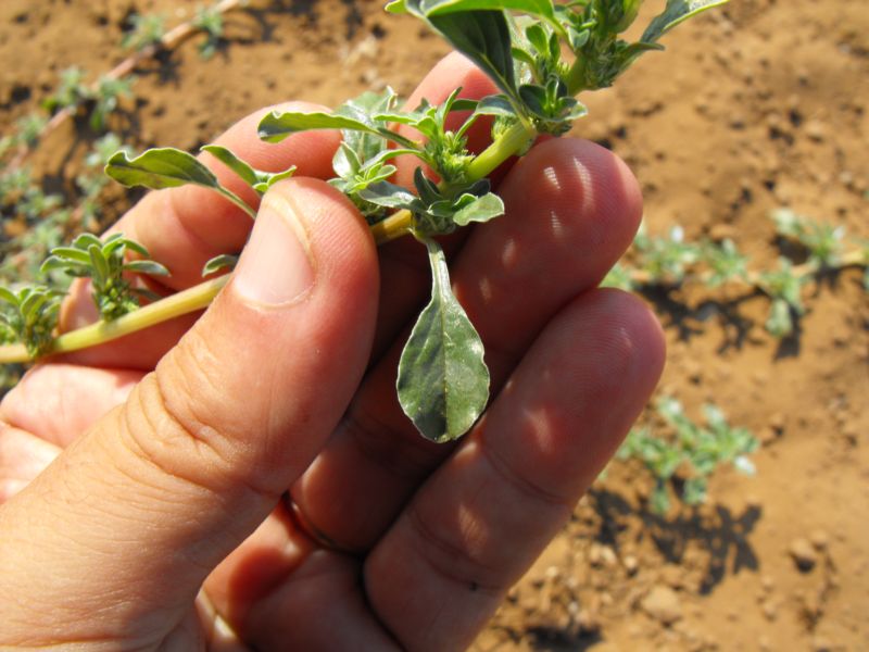 Amaranthus blitoides  / Amaranto blitoide