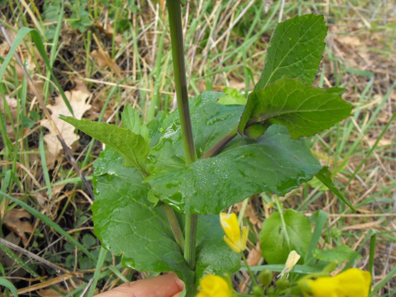 Brassica cfr. rapa