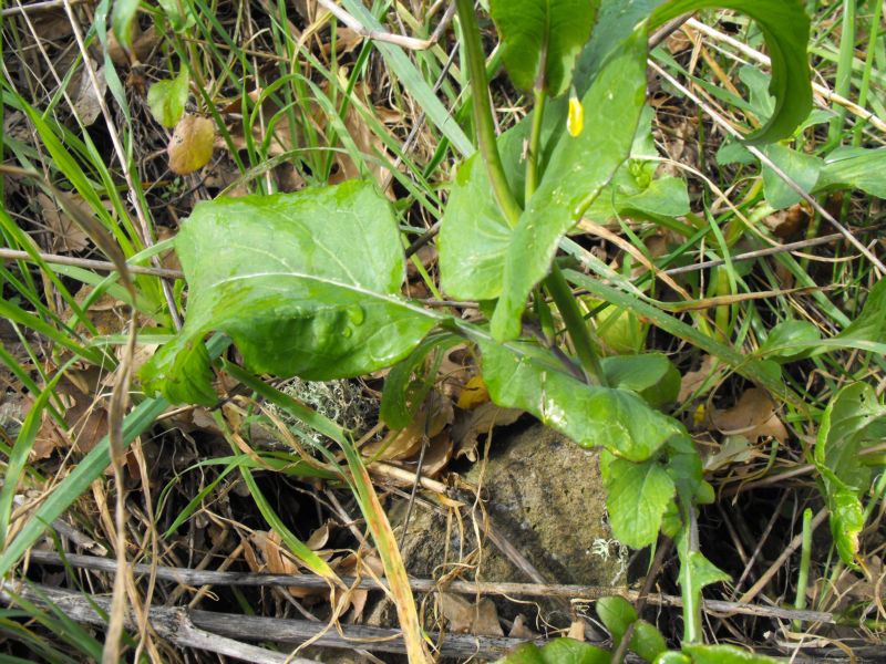 Brassica cfr. rapa