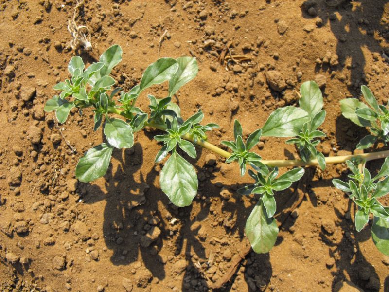 Amaranthus blitoides  / Amaranto blitoide