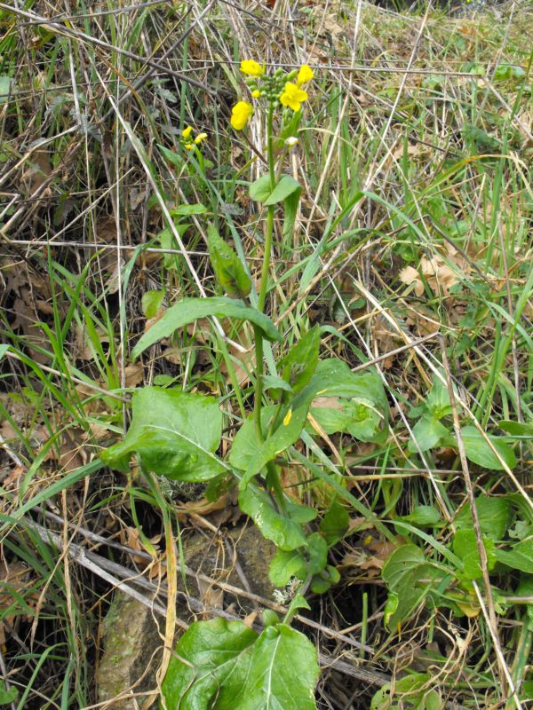 Brassica cfr. rapa