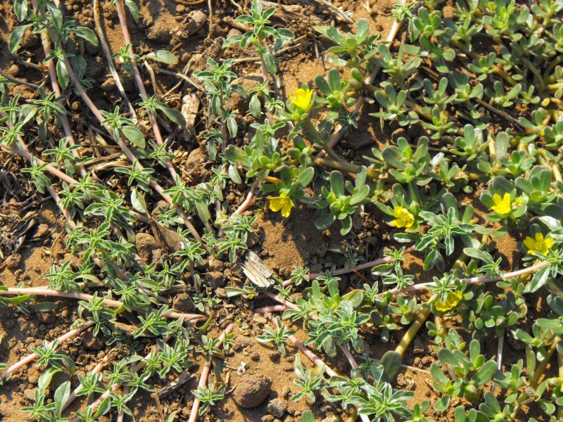 Amaranthus blitoides  / Amaranto blitoide
