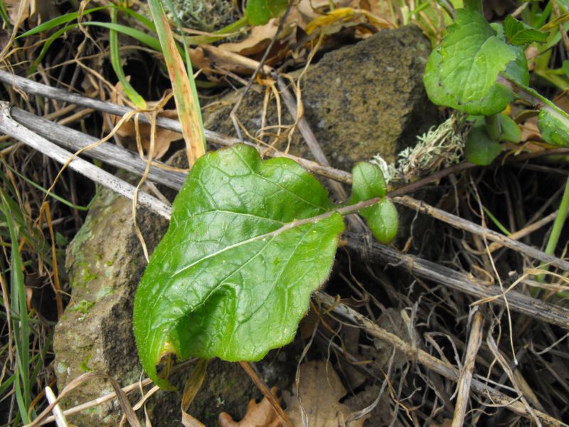 Brassica cfr. rapa