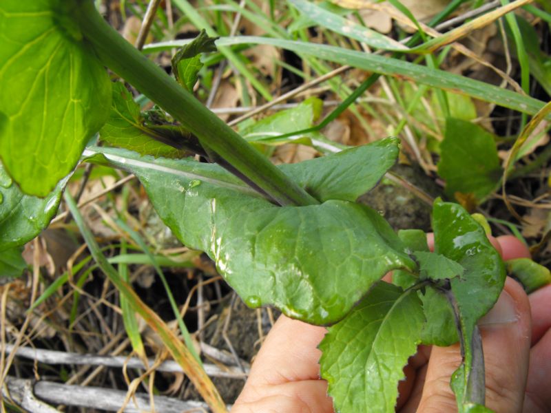 Brassica cfr. rapa