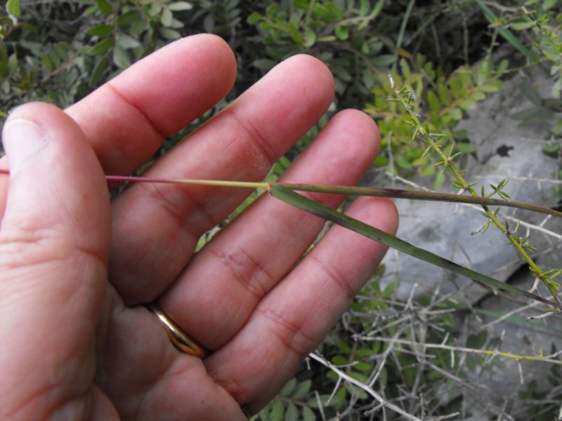 Andropogon distachyos / Barbone a due spighe