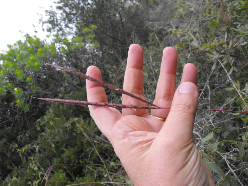 Andropogon distachyos / Barbone a due spighe