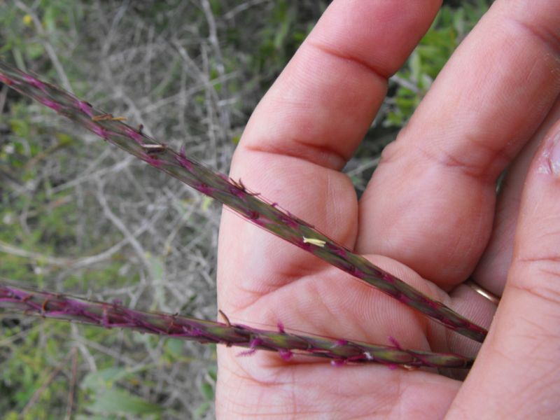 Andropogon distachyos / Barbone a due spighe