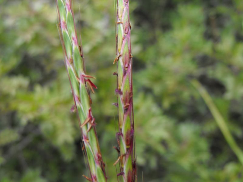 Andropogon distachyos / Barbone a due spighe